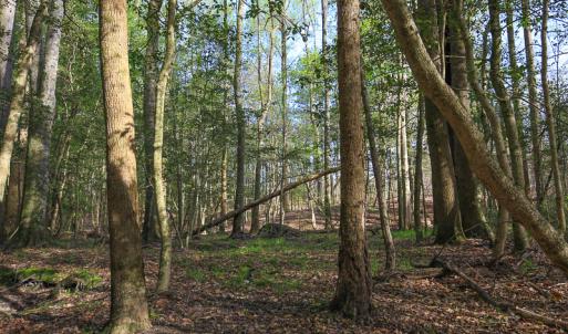 Photo #37 of SOLD property in 916 Republican Road, Windsor, NC 275.0 acres