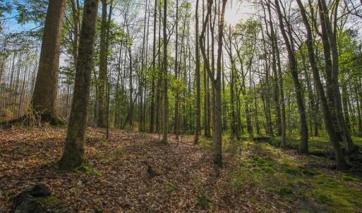 Photo #38 of SOLD property in 916 Republican Road, Windsor, NC 275.0 acres