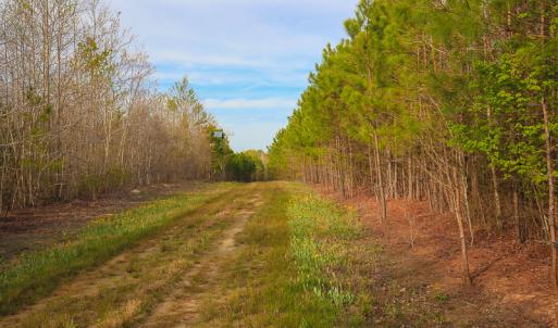 Photo #42 of SOLD property in 916 Republican Road, Windsor, NC 275.0 acres