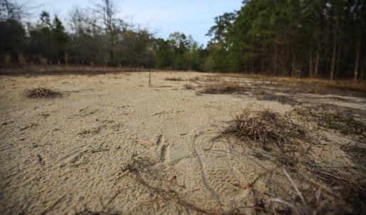 Photo #45 of SOLD property in 916 Republican Road, Windsor, NC 275.0 acres