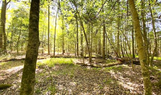 Photo #5 of Off Meherrin Road, Boykins, VA 1.8 acres