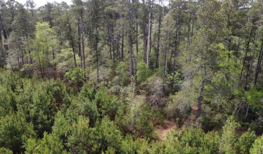 Photo #4 of Off Ware Drive, Nichols, SC 23.3 acres