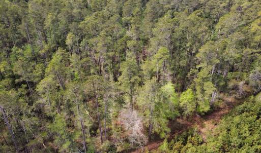 Photo #14 of Off Ware Drive, Nichols, SC 23.3 acres