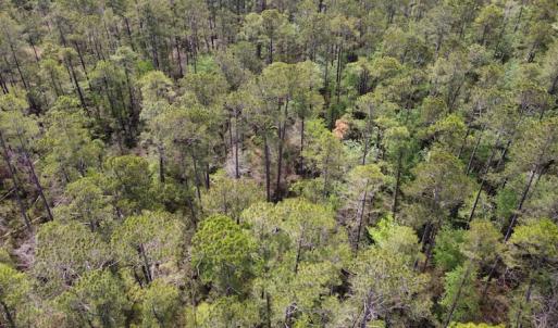 Photo #15 of Off Ware Drive, Nichols, SC 23.3 acres