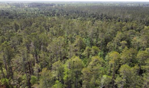 Photo #16 of Off Ware Drive, Nichols, SC 23.3 acres