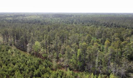Photo #17 of Off Ware Drive, Nichols, SC 23.3 acres