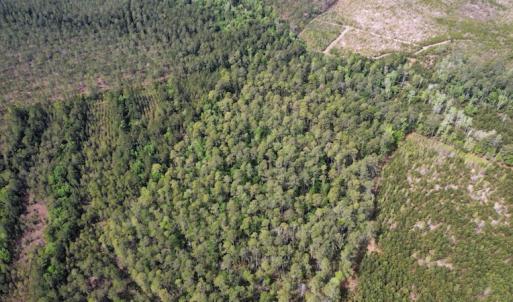 Photo #19 of Off Ware Drive, Nichols, SC 23.3 acres