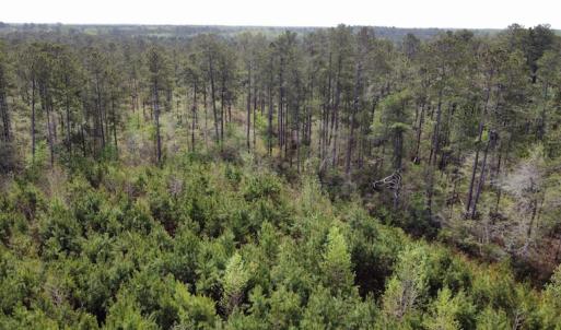 Photo #20 of Off Ware Drive, Nichols, SC 23.3 acres