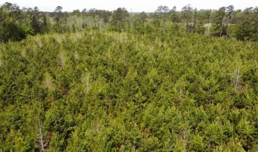 Photo #21 of Off Ware Drive, Nichols, SC 23.3 acres