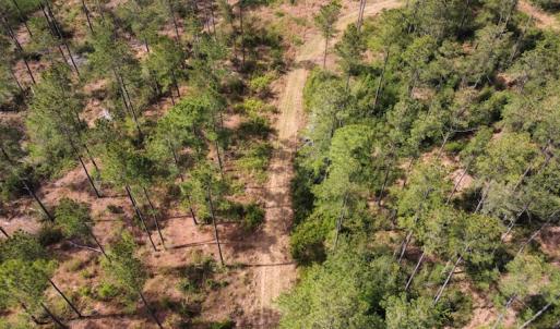 Photo #6 of Off Ware Drive, Nichols, SC 23.3 acres