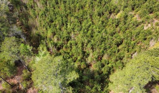 Photo #8 of Off Ware Drive, Nichols, SC 23.3 acres