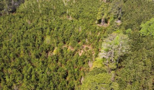Photo #10 of Off Ware Drive, Nichols, SC 23.3 acres