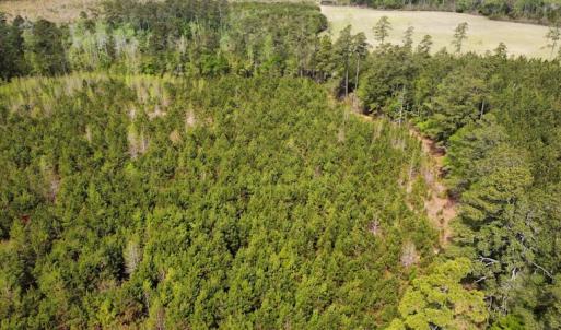 Photo #11 of Off Ware Drive, Nichols, SC 23.3 acres