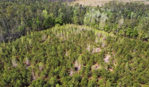 Photo #12 of Off Ware Drive, Nichols, SC 23.3 acres