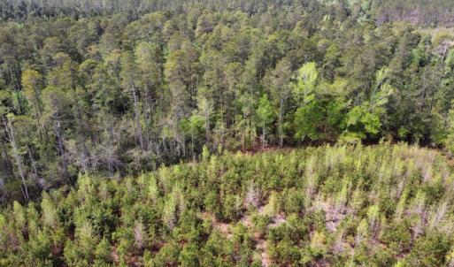 Photo #13 of Off Ware Drive, Nichols, SC 23.3 acres