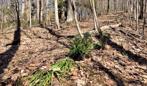 Photo #9 of SOLD property in Off Cripple Creek Road, Afton, VA 4.9 acres