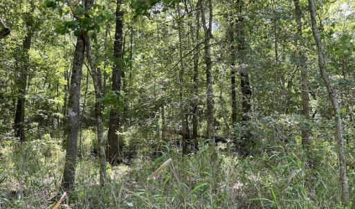 Photo #4 of SOLD property in Off State Highway 13, Florence, SC 92.2 acres