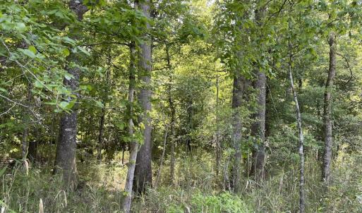 Photo #5 of SOLD property in Off State Highway 13, Florence, SC 92.2 acres