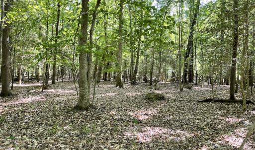 Photo #6 of Off State Highway 13, Florence, SC 92.2 acres