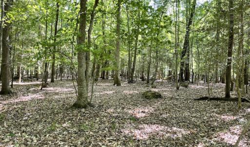 Photo #6 of SOLD property in Off State Highway 13, Florence, SC 92.2 acres