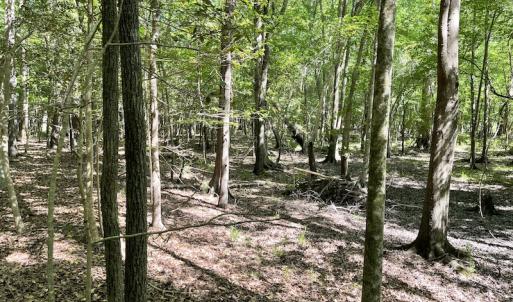 Photo #7 of SOLD property in Off State Highway 13, Florence, SC 92.2 acres