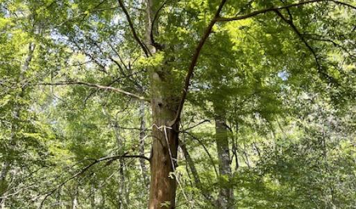 Photo #8 of SOLD property in Off State Highway 13, Florence, SC 92.2 acres