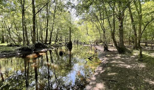 Photo #15 of SOLD property in Off State Highway 13, Florence, SC 92.2 acres
