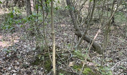 Photo #17 of SOLD property in Off State Highway 13, Florence, SC 92.2 acres