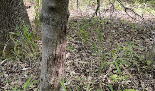 Photo #18 of SOLD property in Off State Highway 13, Florence, SC 92.2 acres