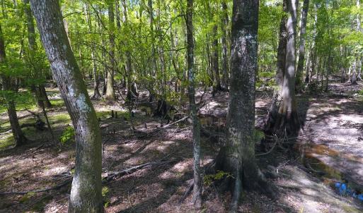 Photo #19 of NC 210 Hwy W, Garland, NC 166.0 acres