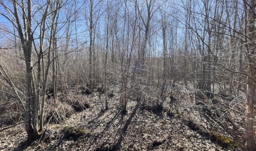 Photo #27 of SOLD property in Off Deer Ridge Road, Spring Grove, VA 29.9 acres