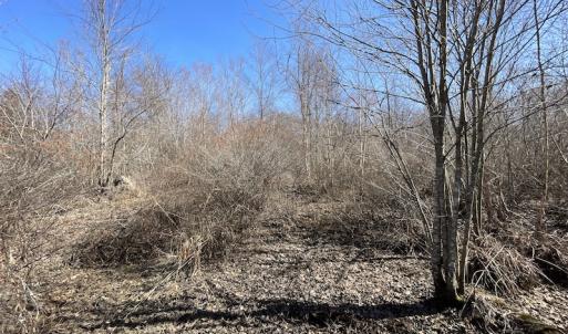 Photo #28 of SOLD property in Off Deer Ridge Road, Spring Grove, VA 29.9 acres