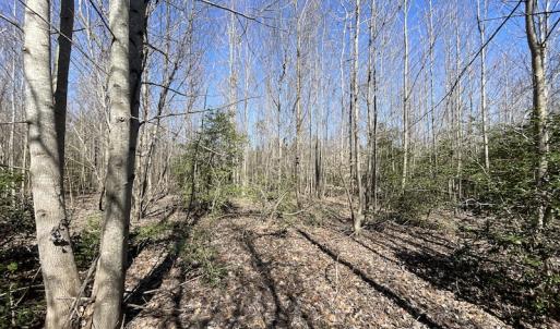 Photo #29 of SOLD property in Off Deer Ridge Road, Spring Grove, VA 29.9 acres