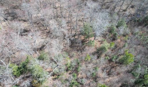 Photo #6 of SOLD property in Off Deer Ridge Road, Spring Grove, VA 29.9 acres