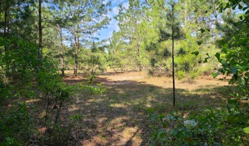 Photo #13 of SOLD property in 4354 Harrells Hwy, Garland, NC 17.0 acres