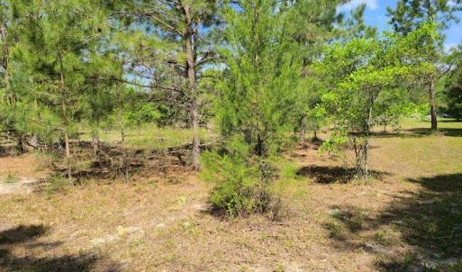 Photo #15 of SOLD property in 4354 Harrells Hwy, Garland, NC 17.0 acres