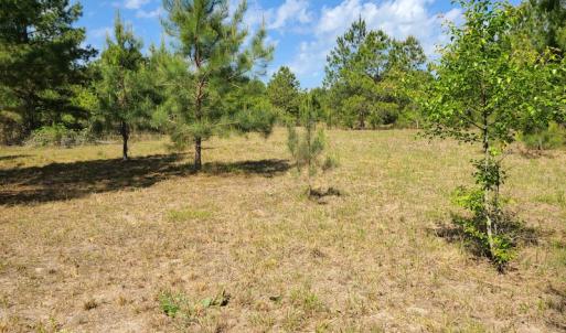 Photo #18 of SOLD property in 4354 Harrells Hwy, Garland, NC 17.0 acres