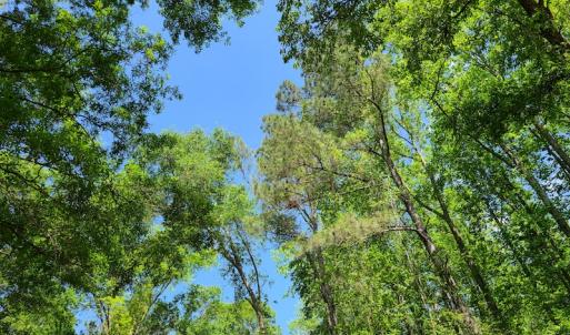 Photo #53 of SOLD property in 4354 Harrells Hwy, Garland, NC 17.0 acres