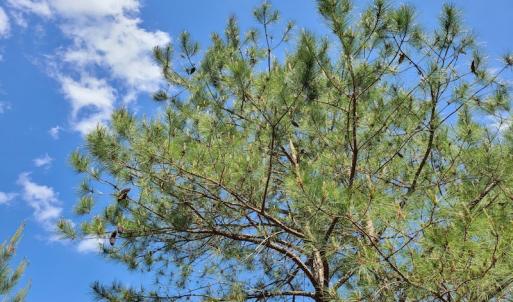 Photo #52 of SOLD property in 4354 Harrells Hwy, Garland, NC 17.0 acres