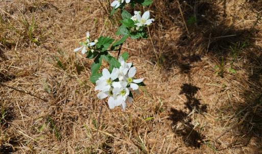 Photo #49 of SOLD property in 4354 Harrells Hwy, Garland, NC 17.0 acres