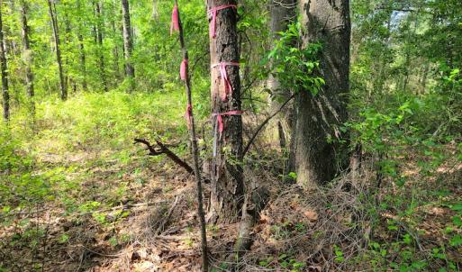 Photo #42 of SOLD property in 4354 Harrells Hwy, Garland, NC 17.0 acres