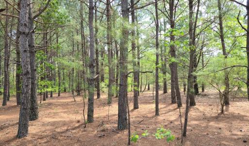 Photo #51 of SOLD property in 4354 Harrells Hwy, Garland, NC 17.0 acres
