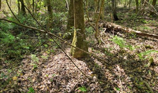 Photo #45 of SOLD property in 4354 Harrells Hwy, Garland, NC 17.0 acres