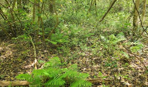 Photo #46 of SOLD property in 4354 Harrells Hwy, Garland, NC 17.0 acres