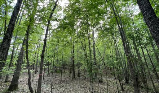 Photo #31 of SOLD property in Off East River Road, Louisburg, NC 10.1 acres