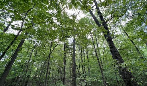 Photo #32 of SOLD property in Off East River Road, Louisburg, NC 10.1 acres