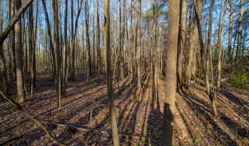 Photo #15 of SOLD property in Off Webb Hill St, Roanoke Rapids, NC 8.6 acres