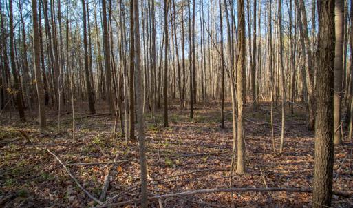 Photo #16 of SOLD property in Off Webb Hill St, Roanoke Rapids, NC 8.6 acres