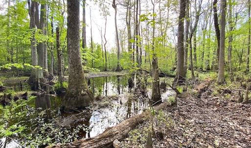 Photo #2 of SOLD property in Off Mineral Spring Rd , Whaleyville, VA 15.0 acres