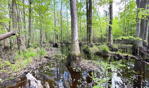 Photo #3 of SOLD property in Off Mineral Spring Rd , Whaleyville, VA 15.0 acres